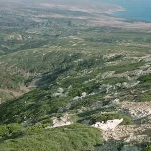 Chaparral, Santa Rosa Island