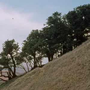 Island Oak, Quercus tomentella, on Santa Rosa Island