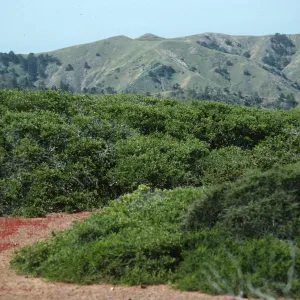 Near Christy Pines, East of Christy Ranch, Santa Cruz Island