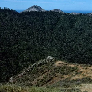 Christy Pines, Santa Cruz Island
