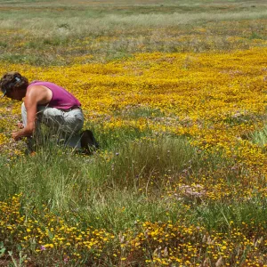 Steve Junak, collecting Allium on Santa Cruz Island