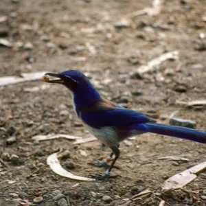 Santa Cruz Island scrub jay