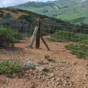 Pig Exclosure, Santa Cruz Island