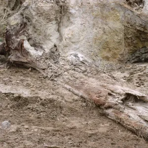 Fossil (Pleistocene) cypress log, Santa Cruz Island