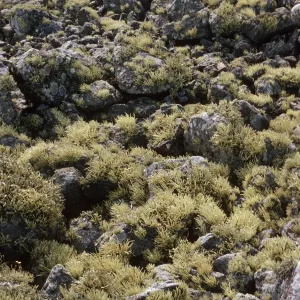 Lichens on historic rock pier, Forney Cove, Santa Cruz Island