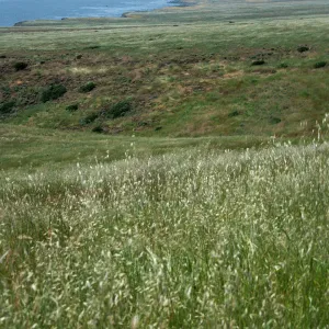 Fraser Point, Santa Cruz Island