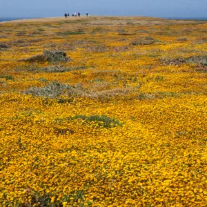wildflowers at Fraser Point, Santa Cruz Island