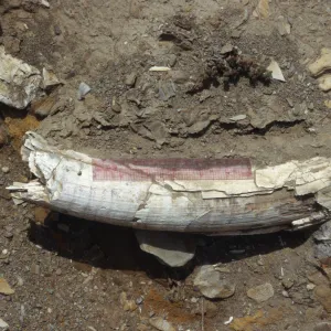 Mammoth Tusk , Tecolote Canyon, Santa Rosa Island