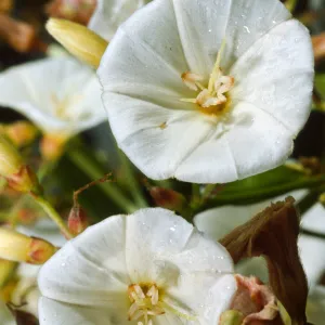 bindweed, Convolvulus arvensis