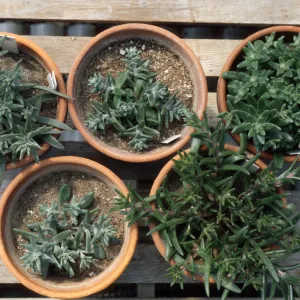 Dudleya nesiotica in clay pots, SBBG CPC plants, conservation