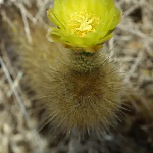 Bergerocactus emoryi