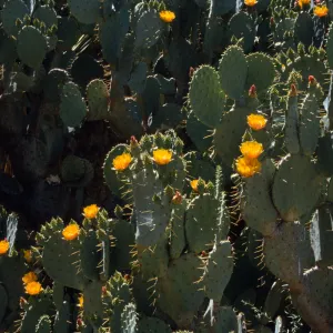 Opuntia (Prickly-pear)