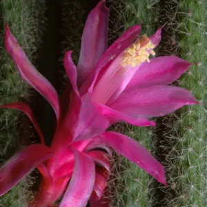 Rhipsalis
