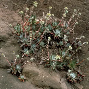 Dudleya greenei