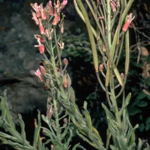 Arabis hoffmannii 