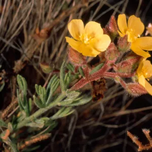 Helianthemum greenei