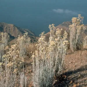 Santa Cruz Island