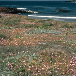 Santa Cruz Island