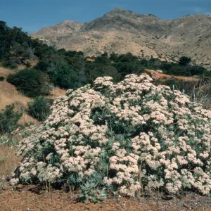 Eriogonum arborescens, Santa Cruz island