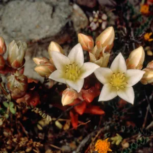 Dudleya nesiotica