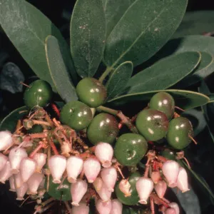 Arctostaphylos, flower and fruit close-up, Santa Cruz Island Flora