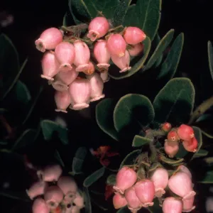 Arctostaphylos, flower close-up