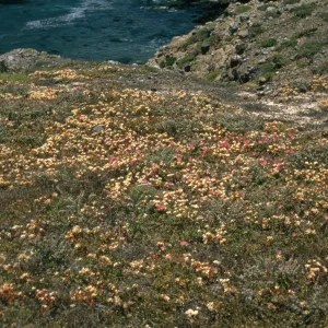 Santa Cruz Island