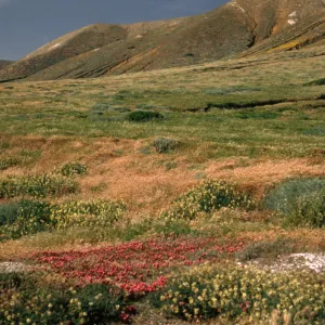 Santa Cruz Island