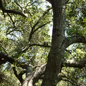 two owls in the Garden (Coastal Live Oak)