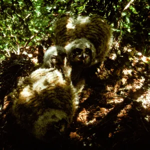 Three Great Horned Owl babies in the Garden