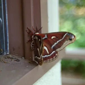 newly emerged Ceanothus silk moth (Hyalophora euryalus) 