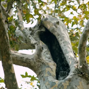 Great Horned Owl in hollow of Sycamore, 'Owliver'