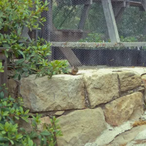 chipmunk on rock wall outside the Garden growers Nursery