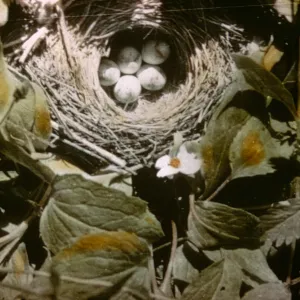 Fragaria platypetala, Sierra Nevada White Winged Sparrow nest with eggs