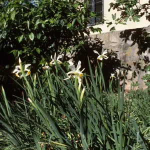 Iris at De Forest Home