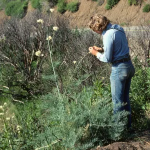 Steve Junak with ??? ochroleuca, Malibu burn area