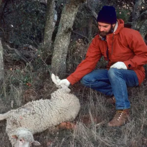 SBBG People - In the Field, dead sheep