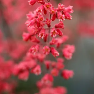 SBBG Heuchera cultivars