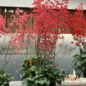 SBBG Heuchera cultivars