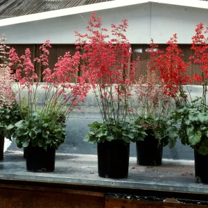 SBBG Heuchera cultivars