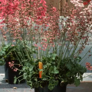 SBBG Heuchera cultivars