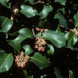 Alice Keck Park Memorial Garden