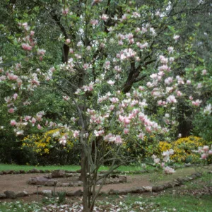 San Francisco Peninsula Trip with Mary Carroll and Lila Burgess