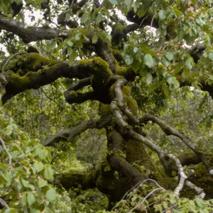 San Francisco Peninsula Trip with Mary Carroll and Lila Burgess