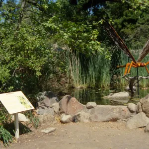 Big Bugs, Dragonfly in the Pond by the Meadow