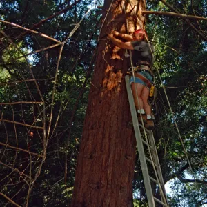 Big Bugs Spider Installation