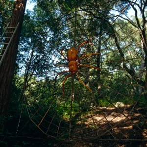 Big Bugs Spider Installation