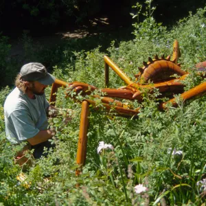 Big Bugs Assassin Bug