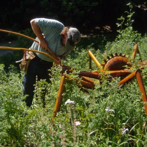 Big Bugs Assassin Bug