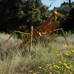 Big Bugs Praying Mantis installation